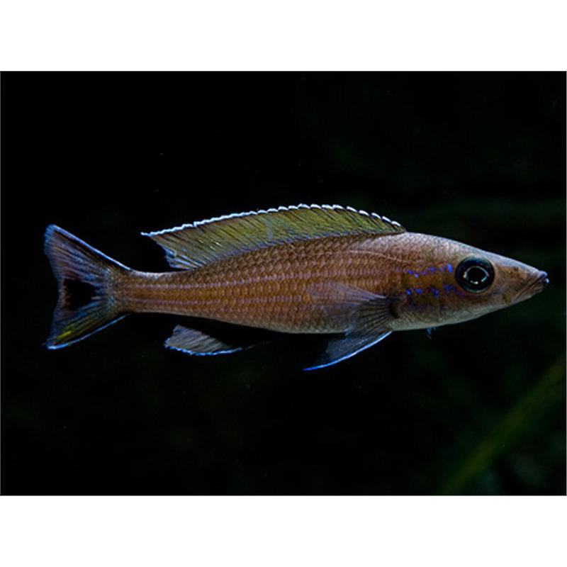 Paracyprichromis brieni - imagine 5